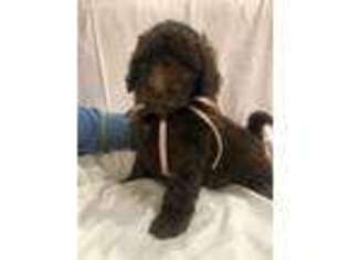 Labradoodle Puppy for sale in Drakesboro, KY, USA
