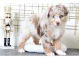 Australian Shepherd Puppy for sale in Baltimore, MD, USA