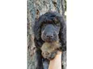 Mutt Puppy for sale in Teton, ID, USA