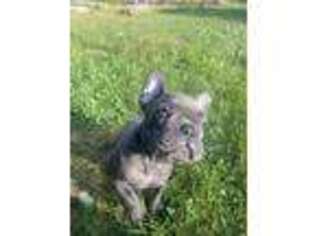 French Bulldog Puppy for sale in Casco, ME, USA