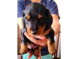 Dachshund Puppy for sale in Chenango Forks, NY, USA
