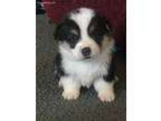 Pembroke Welsh Corgi Puppy for sale in Alcolu, SC, USA