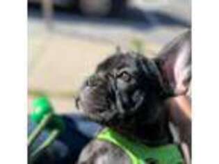 French Bulldog Puppy for sale in Hanover, NH, USA