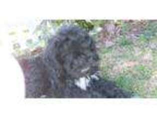 Portuguese Water Dog Puppy for sale in Loveland, CO, USA