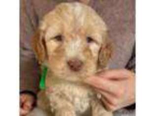 Goldendoodle Puppy for sale in Berlin, NJ, USA