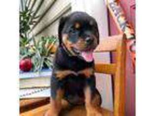 Rottweiler Puppy for sale in Mohnton, PA, USA