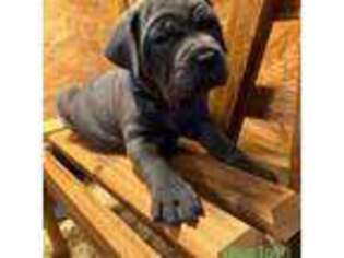 Cane Corso Puppy for sale in Granby, MO, USA