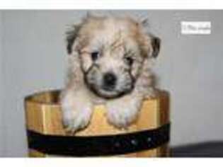 Havanese Puppy for sale in Cedar Rapids, IA, USA