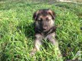 German Shepherd Dog Puppy for sale in SAN BENITO, TX, USA