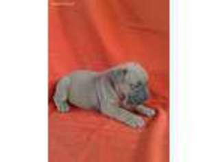 Cane Corso Puppy for sale in Gordonville, PA, USA