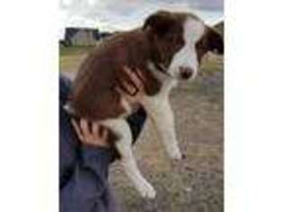 Border Collie Puppy for sale in Eagle Mountain, UT, USA