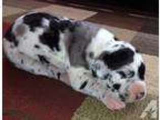 Great Dane Puppy for sale in ETOWAH, TN, USA