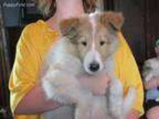 Collie Puppy for sale in Brook, IN, USA