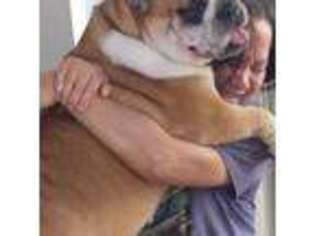 Bulldog Puppy for sale in Palm Bay, FL, USA