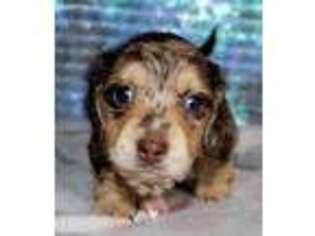 Dachshund Puppy for sale in Punta Gorda, FL, USA