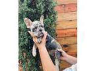 French Bulldog Puppy for sale in Bellville, TX, USA