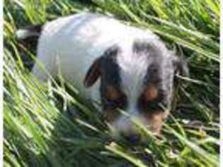 Jack Russell Terrier Puppy for sale in Hotchkiss, CO, USA