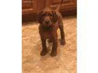 Irish Setter Puppy for sale in Rogers City, MI, USA
