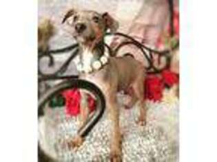 Greyhound Puppy for sale in Havana, AR, USA