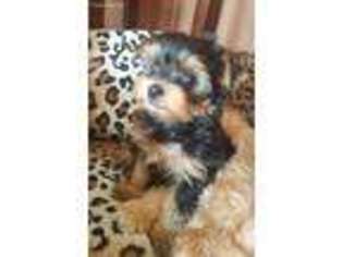 Yorkshire Terrier Puppy for sale in Saint Clairsville, OH, USA