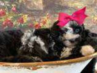 Medium Photo #1 Shih-Poo Puppy For Sale in Grenada, MS, USA