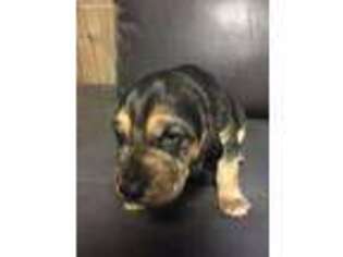 Bloodhound Puppy for sale in Kershaw, SC, USA
