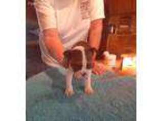 Boston Terrier Puppy for sale in Masonville, NY, USA