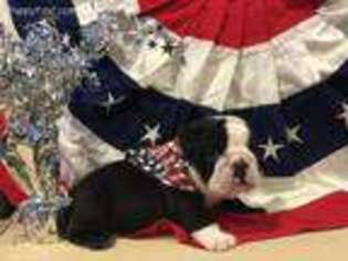 Bulldog Puppy for sale in Warwick, RI, USA