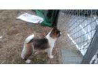 Akita Puppy for sale in UNIONDALE, NY, USA
