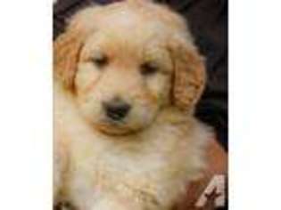 Goldendoodle Puppy for sale in LIVE OAK, CA, USA