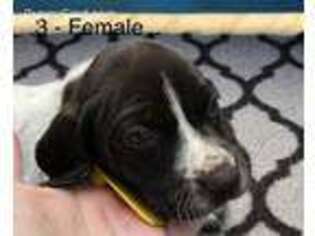 German Shorthaired Pointer Puppy for sale in Alachua, FL, USA
