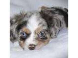 Miniature Australian Shepherd Puppy for sale in Humansville, MO, USA