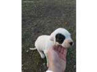 Dogo Argentino Puppy for sale in Eagar, AZ, USA
