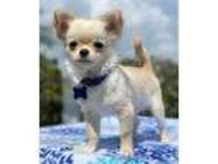 Chihuahua Puppy for sale in Pembroke Pines, FL, USA