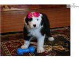 Old English Sheepdog Puppy for sale in Springfield, MO, USA
