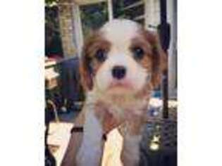 Cavalier King Charles Spaniel Puppy for sale in Dodge City, KS, USA