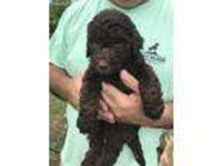 Labradoodle Puppy for sale in Hayden, AL, USA