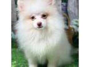 Pomeranian Puppy for sale in Brentwood, CA, USA
