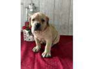 Boerboel Puppy for sale in Topeka, IN, USA