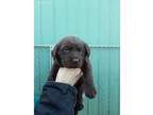Labrador Retriever Puppy for sale in Mcminnville, OR, USA