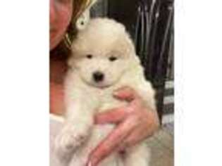 Samoyed Puppy for sale in Conesus, NY, USA
