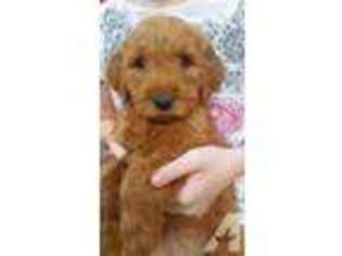Goldendoodle Puppy for sale in RED BOILING SPRINGS, TN, USA
