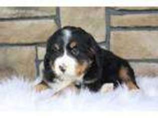 Medium Photo #1 Bernese Mountain Dog Puppy For Sale in Baltic, OH, USA