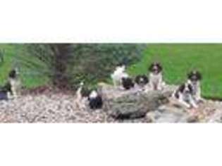 English Springer Spaniel Puppy for sale in FORT COLLINS, CO, USA