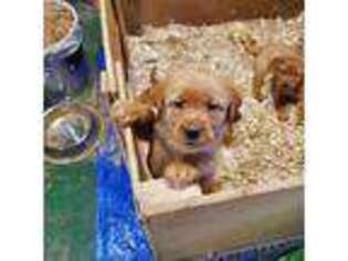 Labrador Retriever Puppy for sale in Sellersville, PA, USA