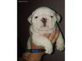 Bulldog Puppy for sale in Kerrville, TX, USA