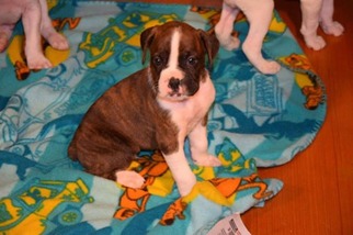 Boxer Puppy for sale in West Point, VA, USA