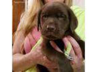 Labrador Retriever Puppy for sale in Allegan, MI, USA