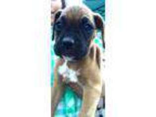 Boxer Puppy for sale in ZILLAH, WA, USA