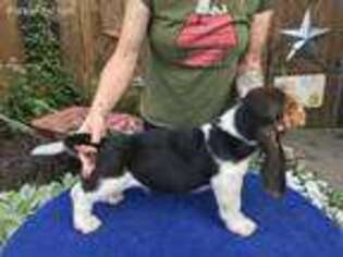 Basset Hound Puppy for sale in Danville, IL, USA